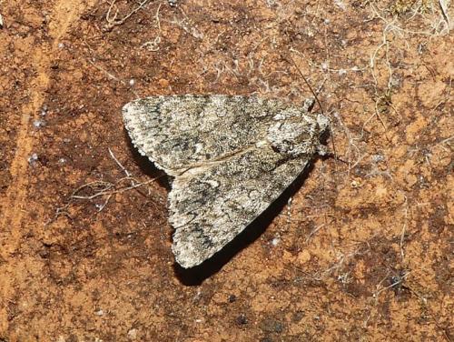 Acronicta rumicis